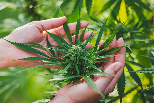 New User? Check Out The Benefits of Recreational Cannabis